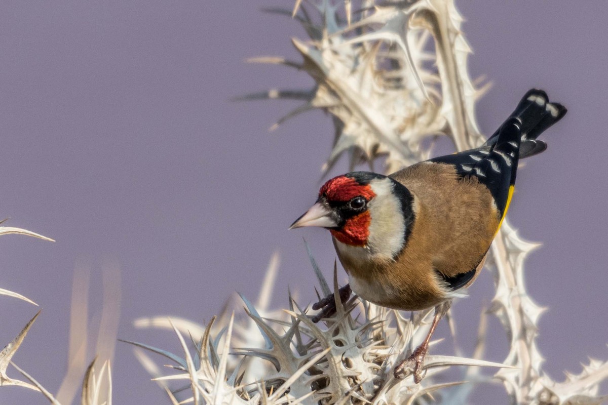 European Goldfinch - Ido Ben-Itzhak