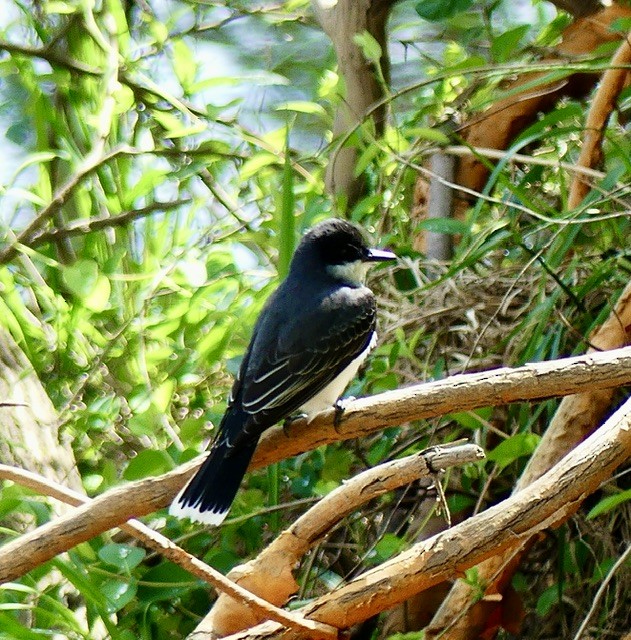 Eastern Kingbird - Russell Taylor