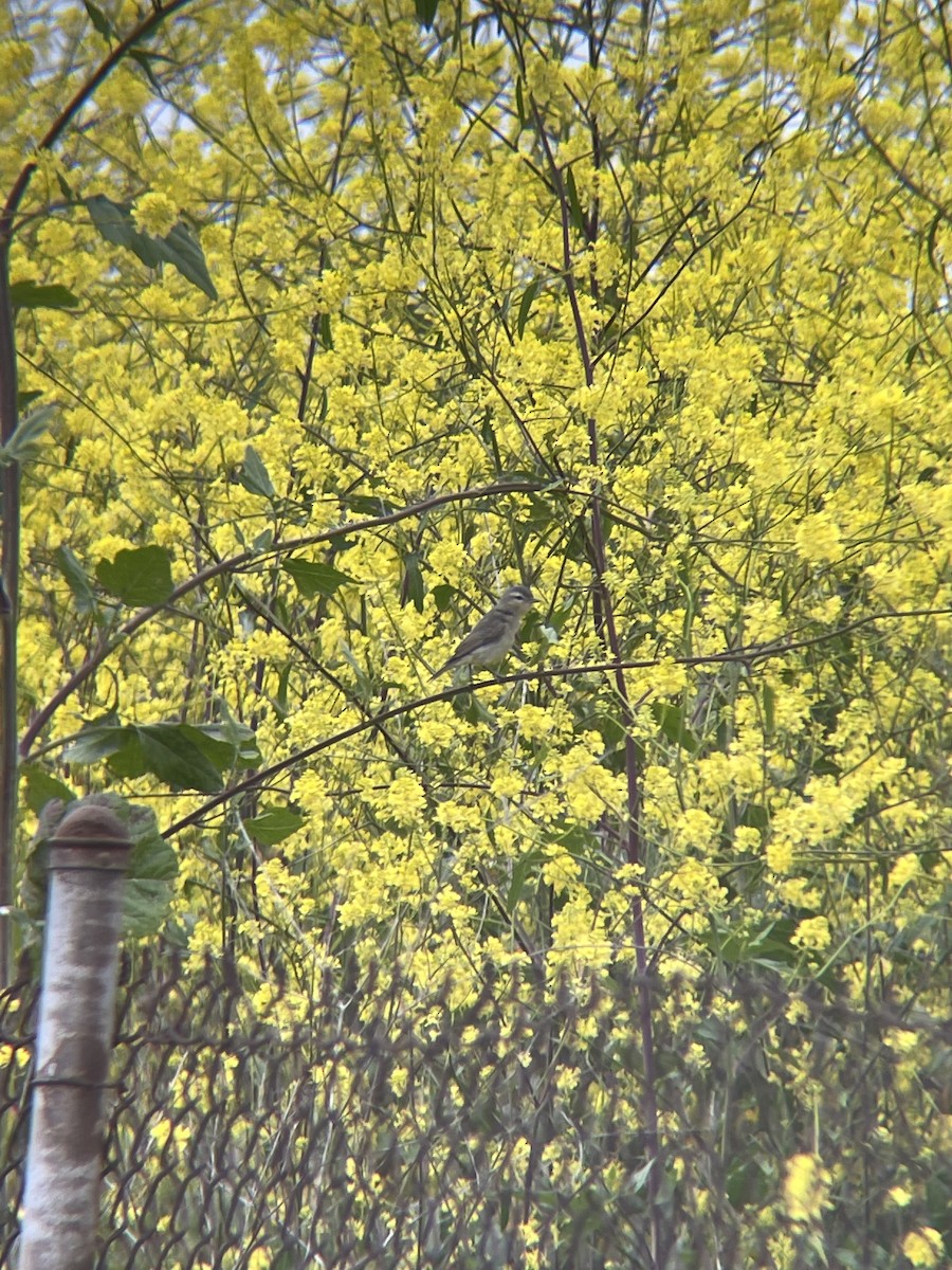 Warbling Vireo - Robert Lambert