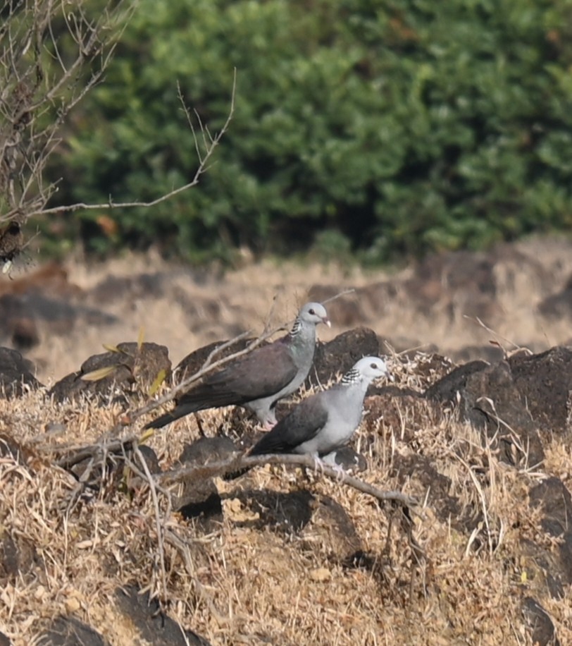 Nilgiri Wood-Pigeon - Adv Basavaraj Hosagoudar