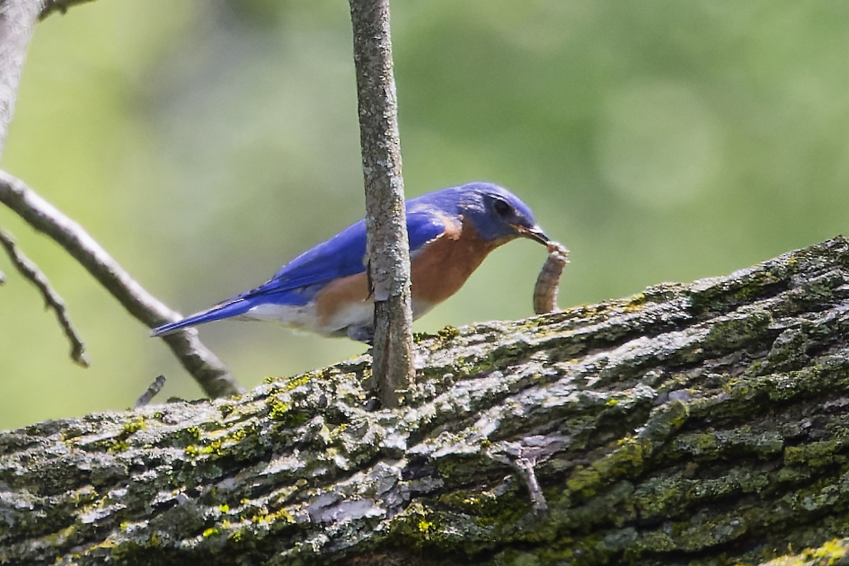 Eastern Bluebird - Jim Figlar