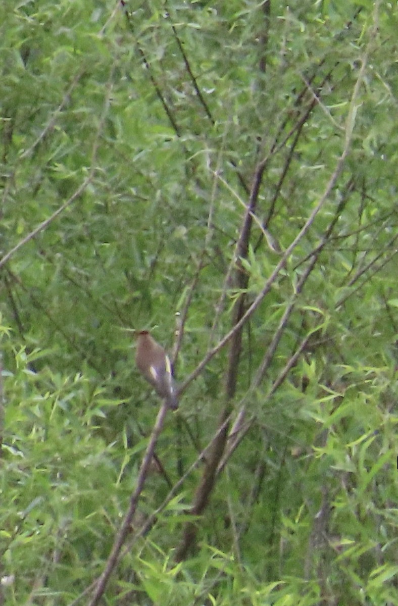 Cedar Waxwing - ML618824983