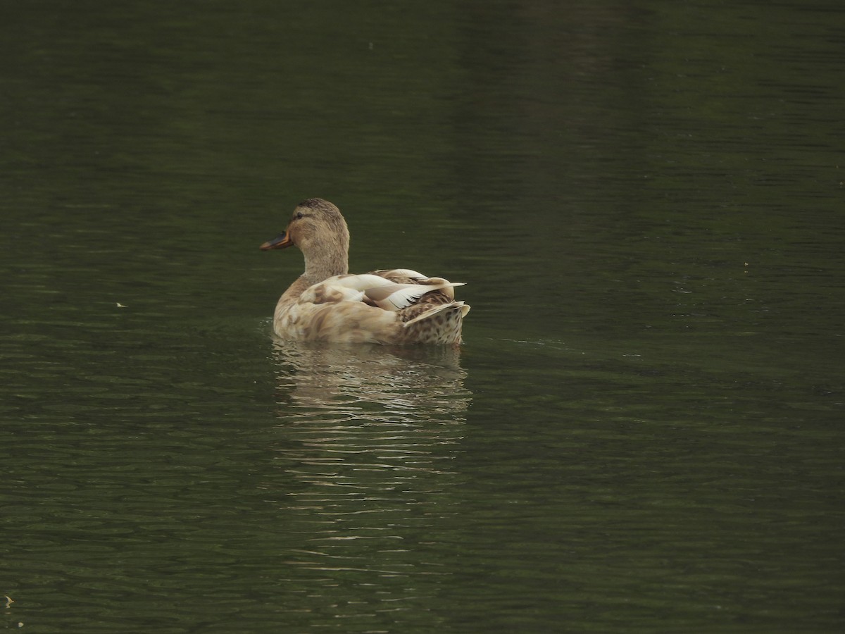 Mallard (Domestic type) - Kate Jackman