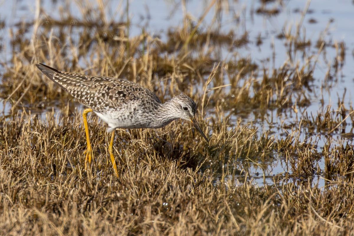 Lesser Yellowlegs - Lesley Tullis