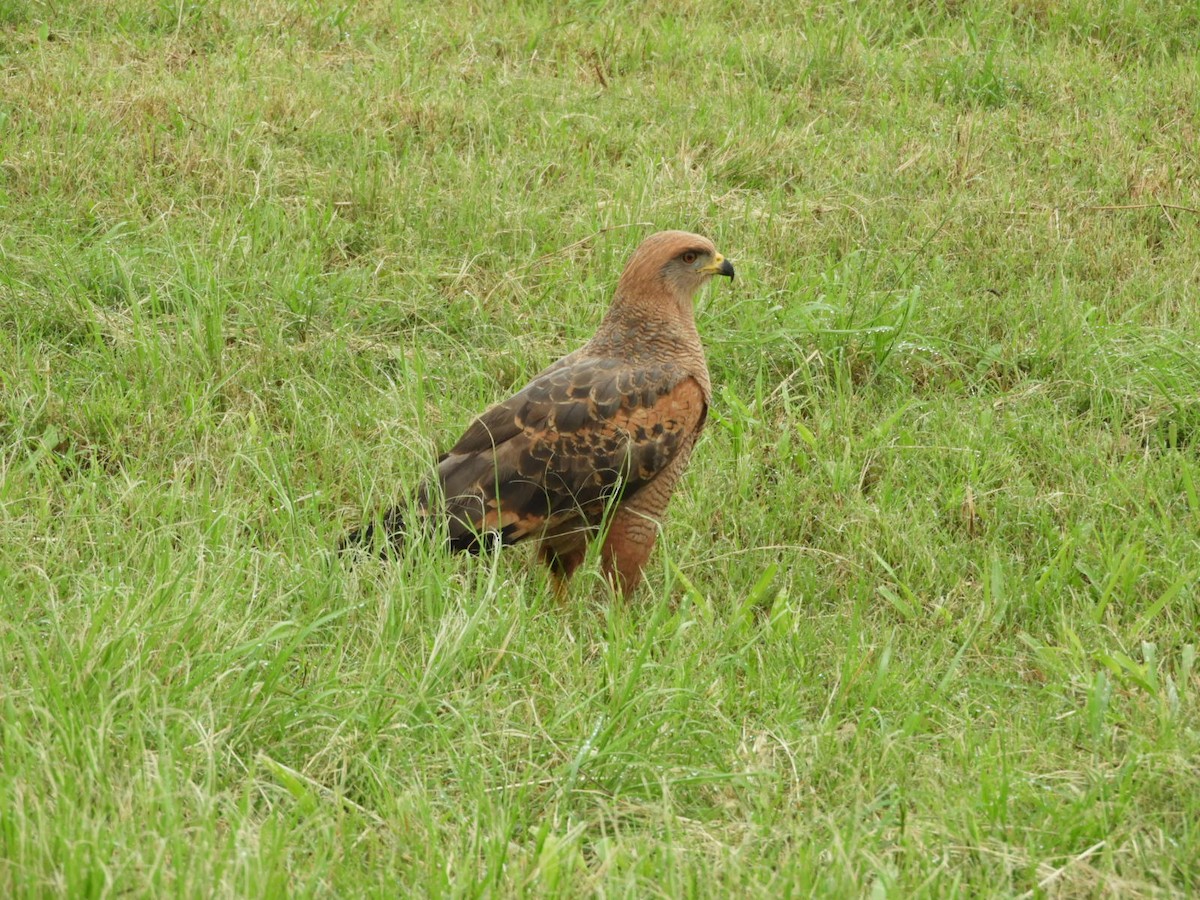 Savanna Hawk - ML618825056