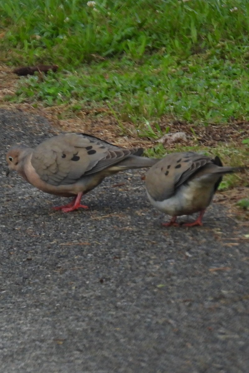 Mourning Dove - ML618825061