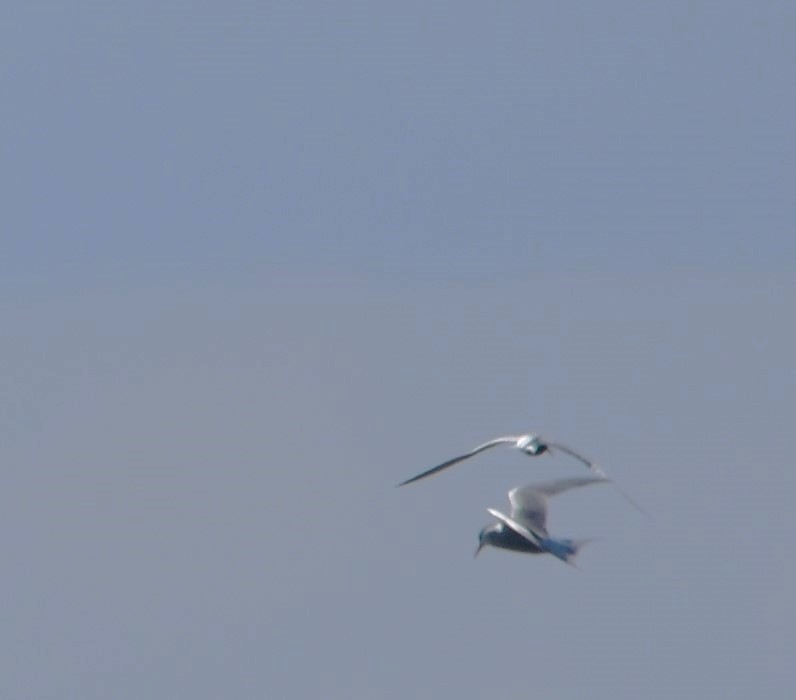 Common Tern - ML618825063