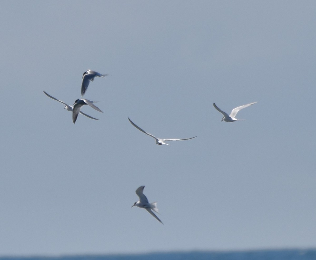 Common Tern - ML618825065