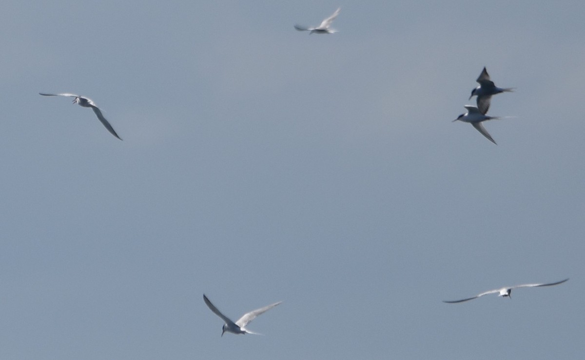 Common Tern - ML618825066