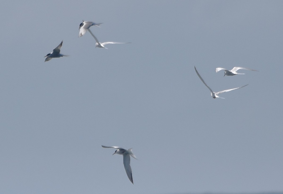 Common Tern - ML618825067