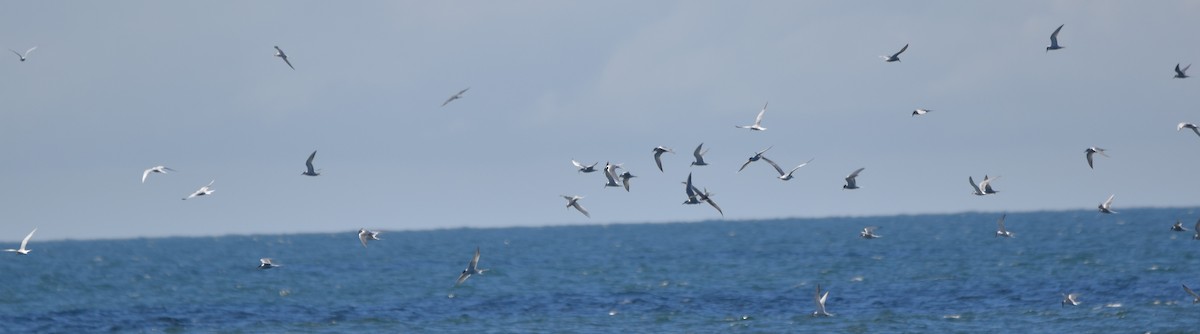 Common Tern - Barbara Seith