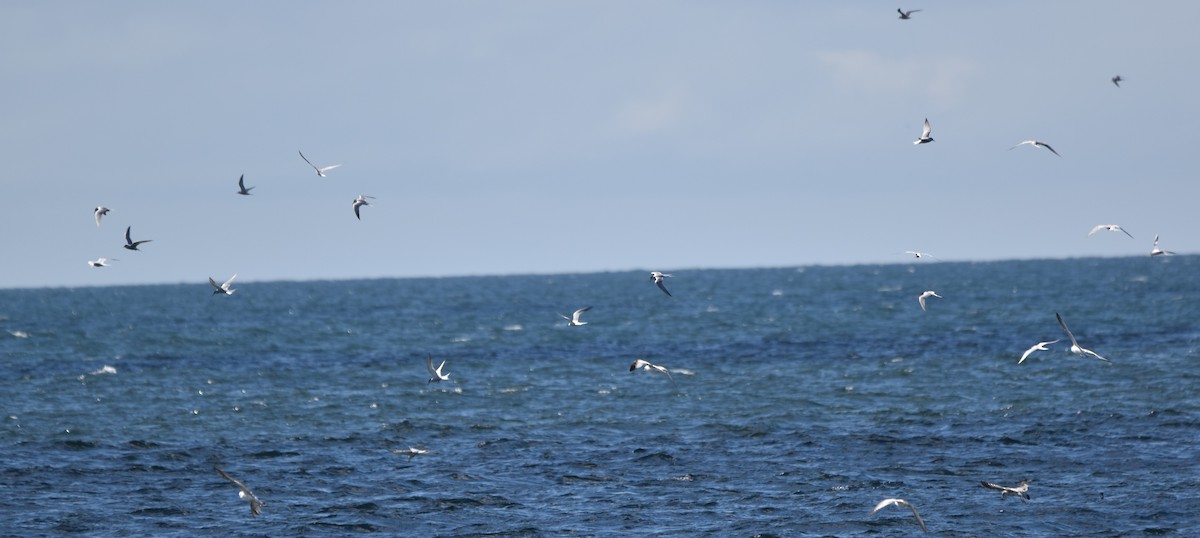 Common Tern - Barbara Seith