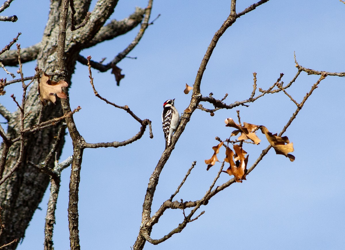 Downy Woodpecker - ML618825073