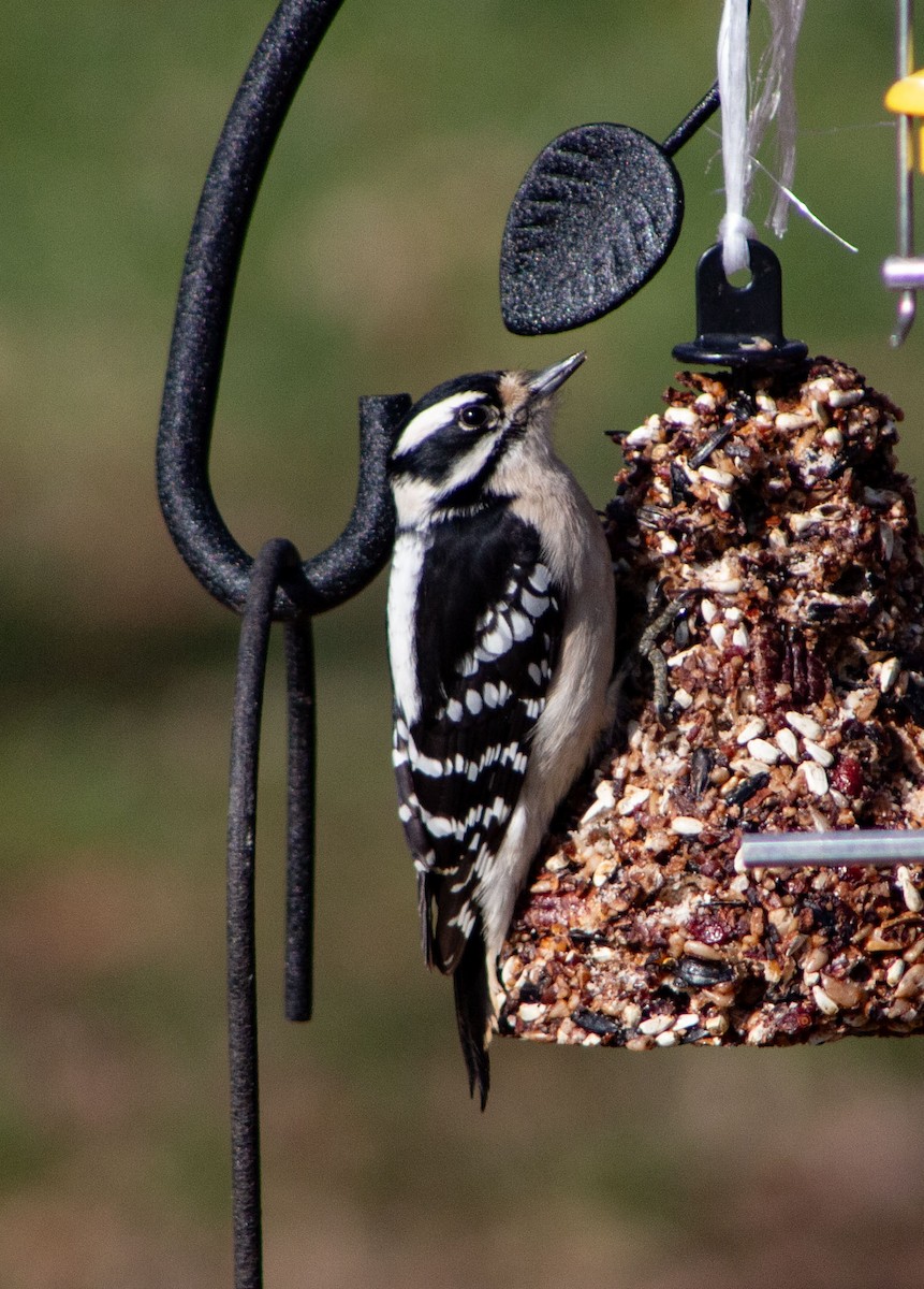 Downy Woodpecker - ML618825074