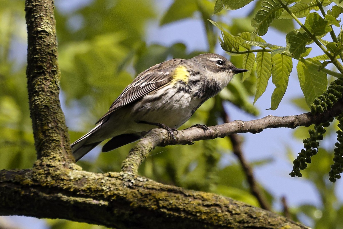 Yellow-rumped Warbler - Jim Figlar