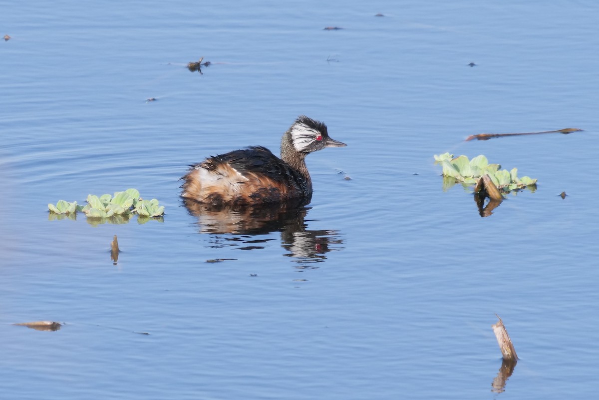 White-tufted Grebe - Gustavo Durán