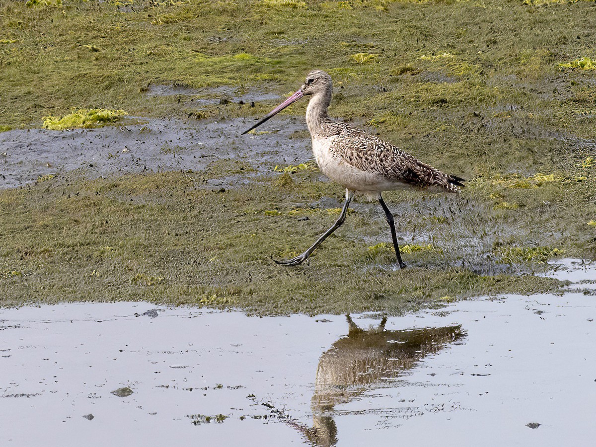 Marbled Godwit - James Kendall