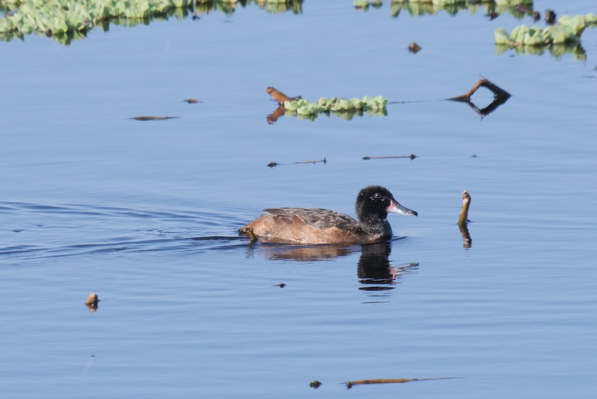 Black-headed Duck - ML618825109