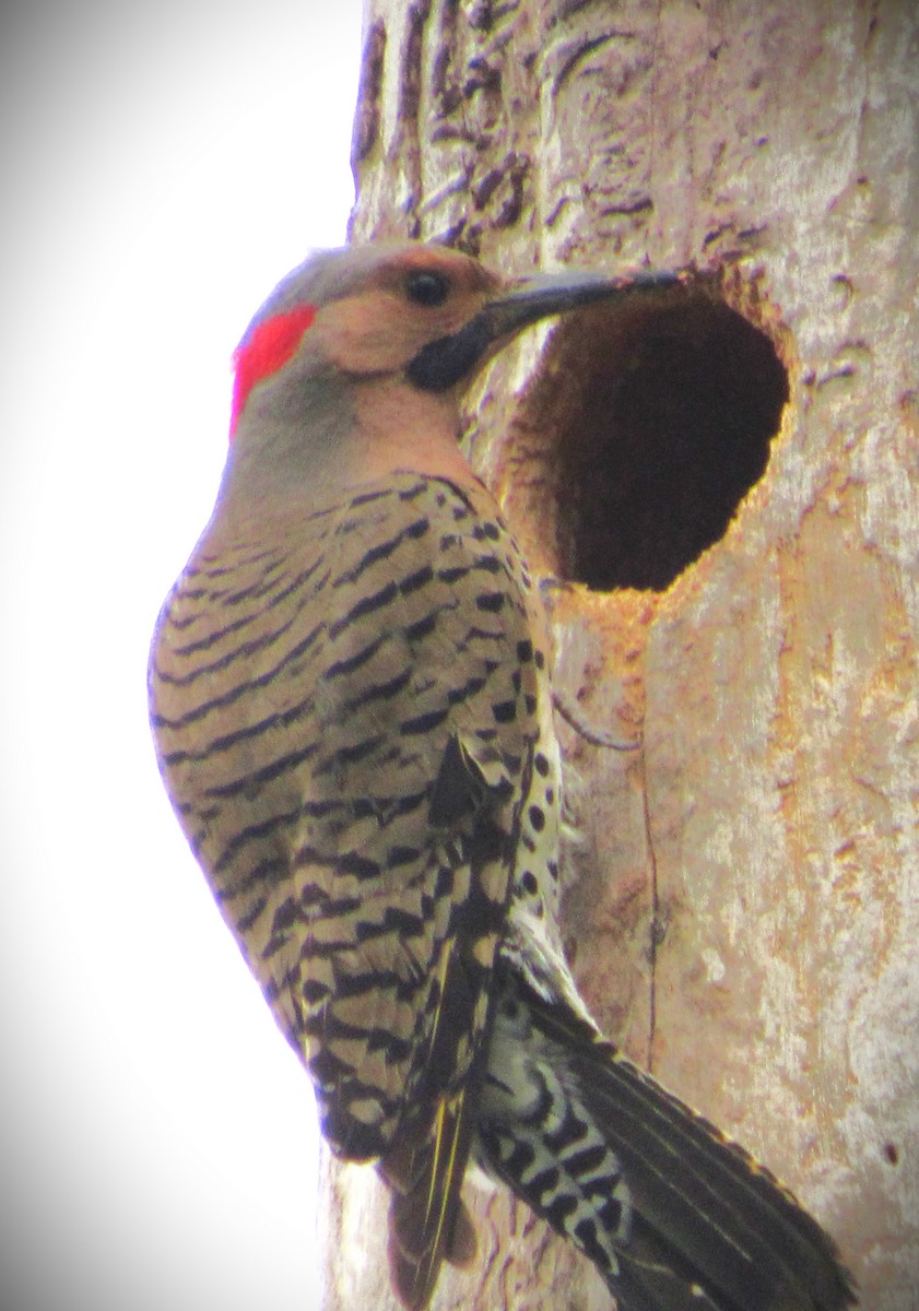 Northern Flicker - Fred Kachmarik