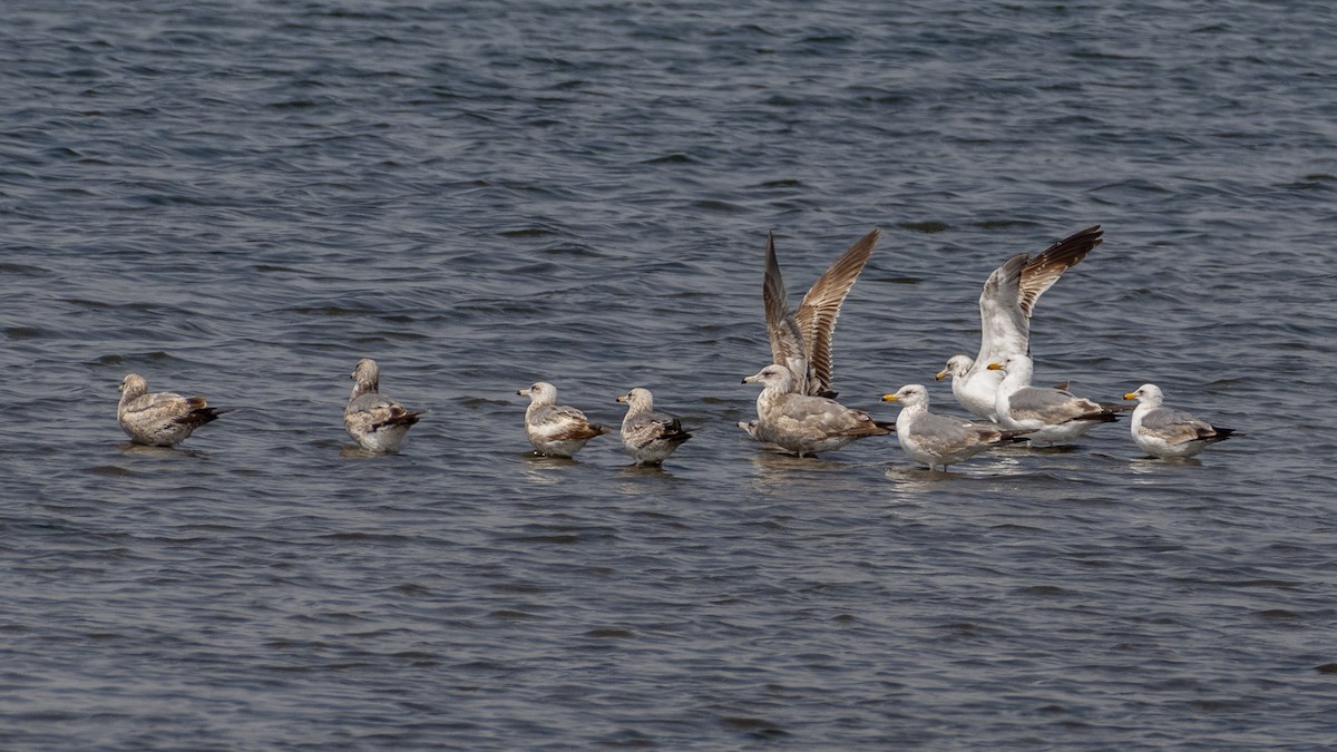 California Gull - James Kendall