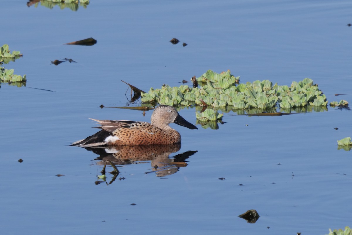 Red Shoveler - Gustavo Durán