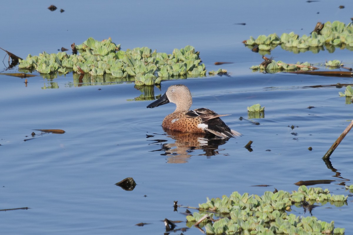 Red Shoveler - Gustavo Durán