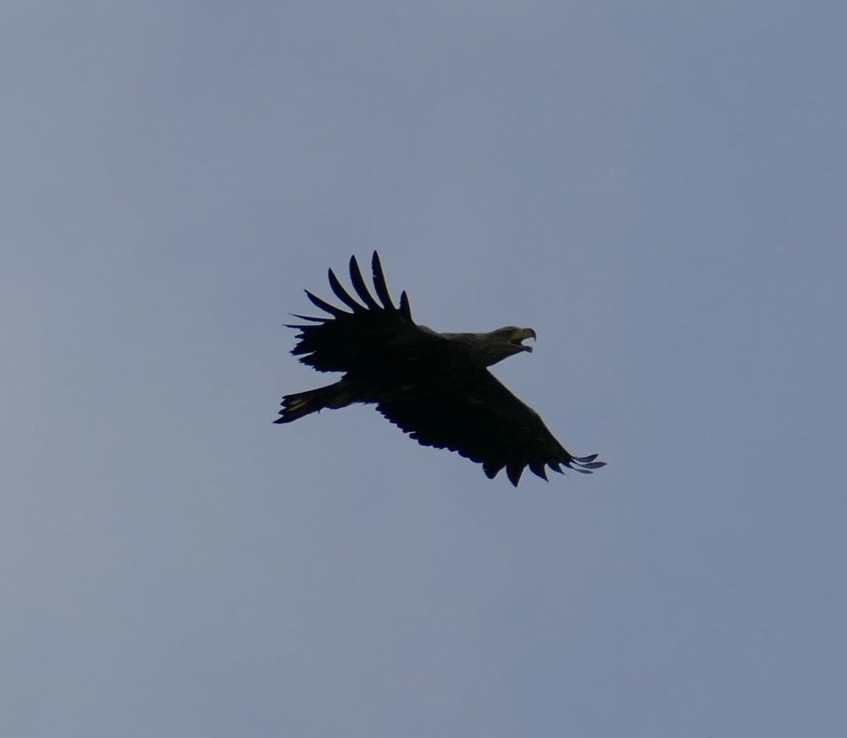 White-tailed Eagle - ML618825140