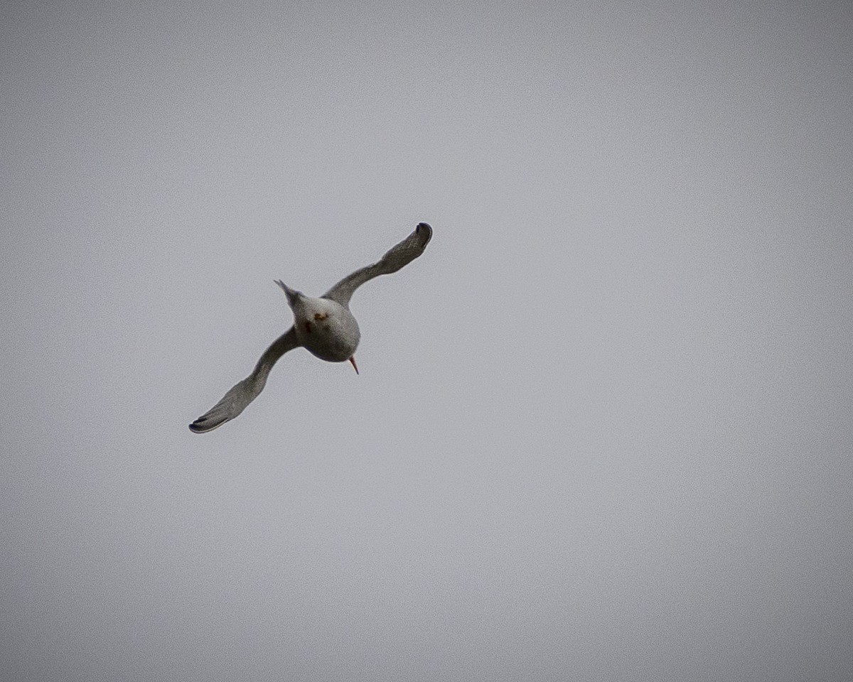 Least Tern - James Kendall