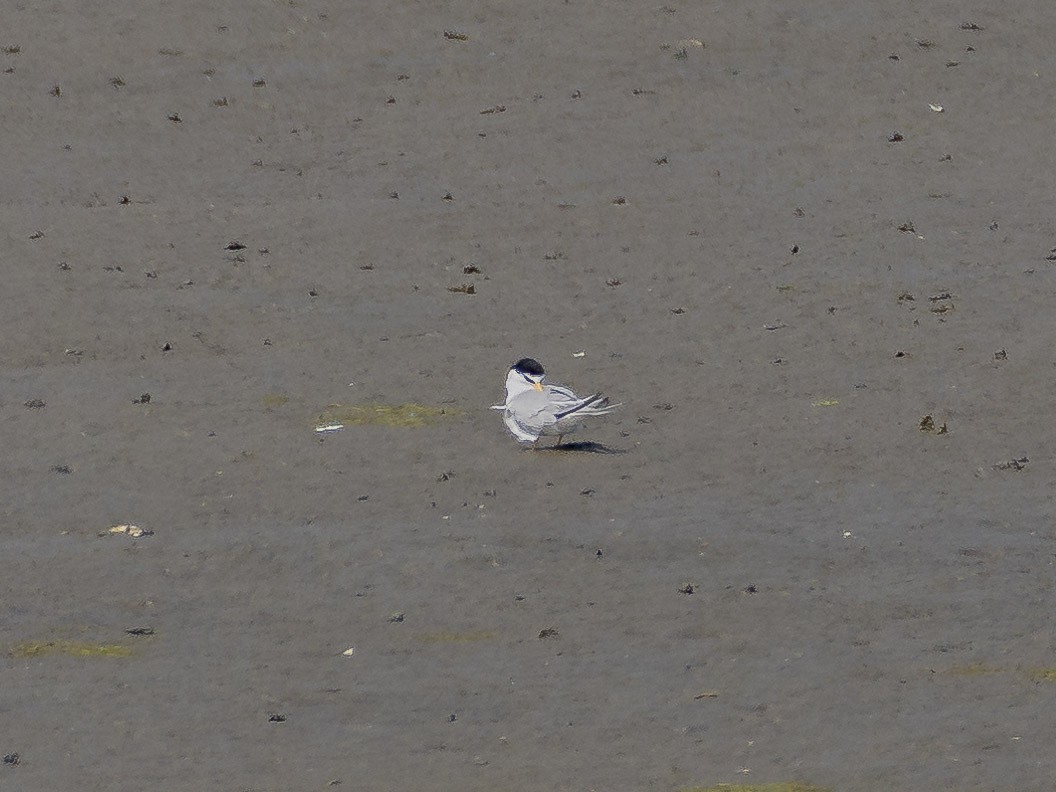 Least Tern - James Kendall