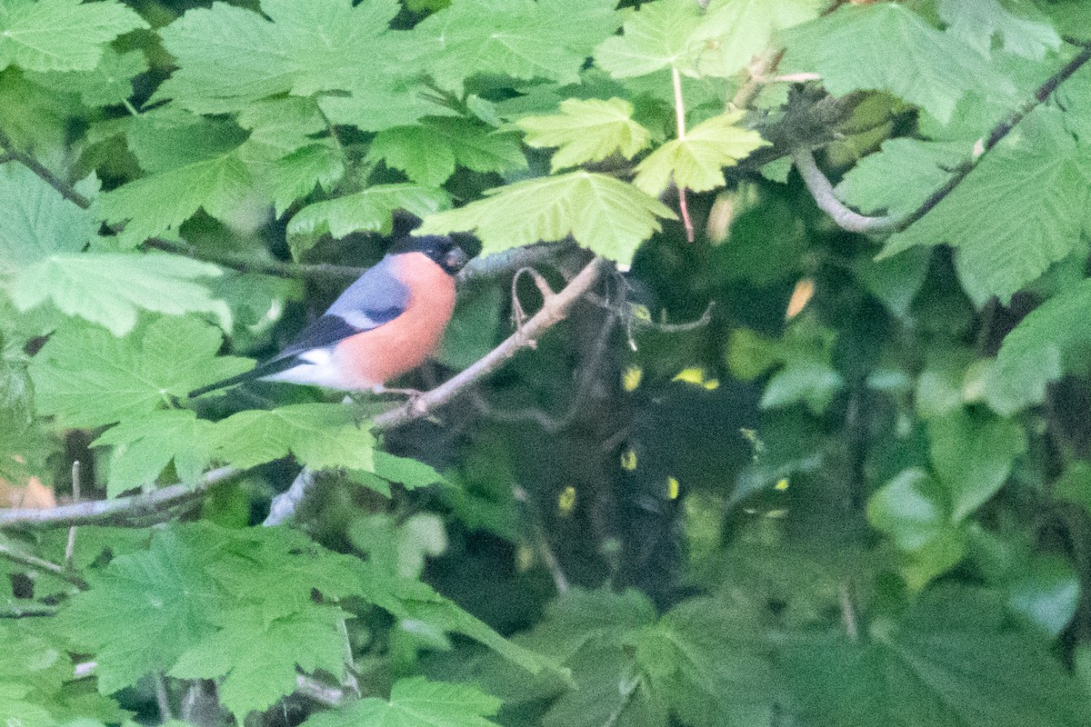 Eurasian Bullfinch - David Campbell