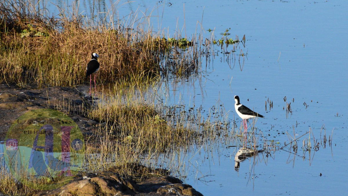 Black-necked Stilt - Pedro Rivero