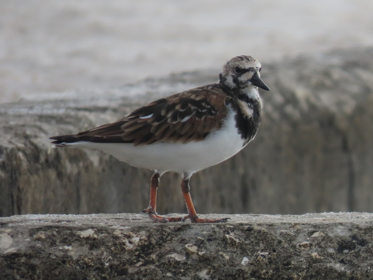 Ruddy Turnstone - Pamela Hunt