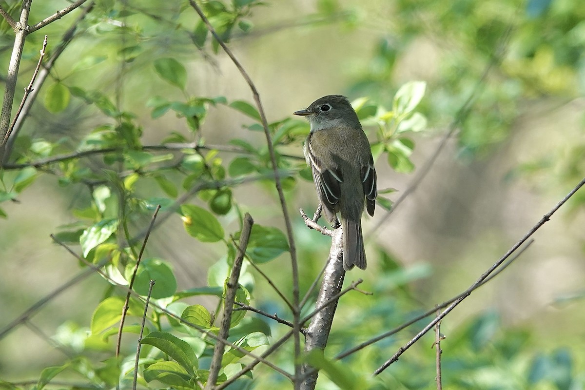 Least Flycatcher - Carol MacKenzie