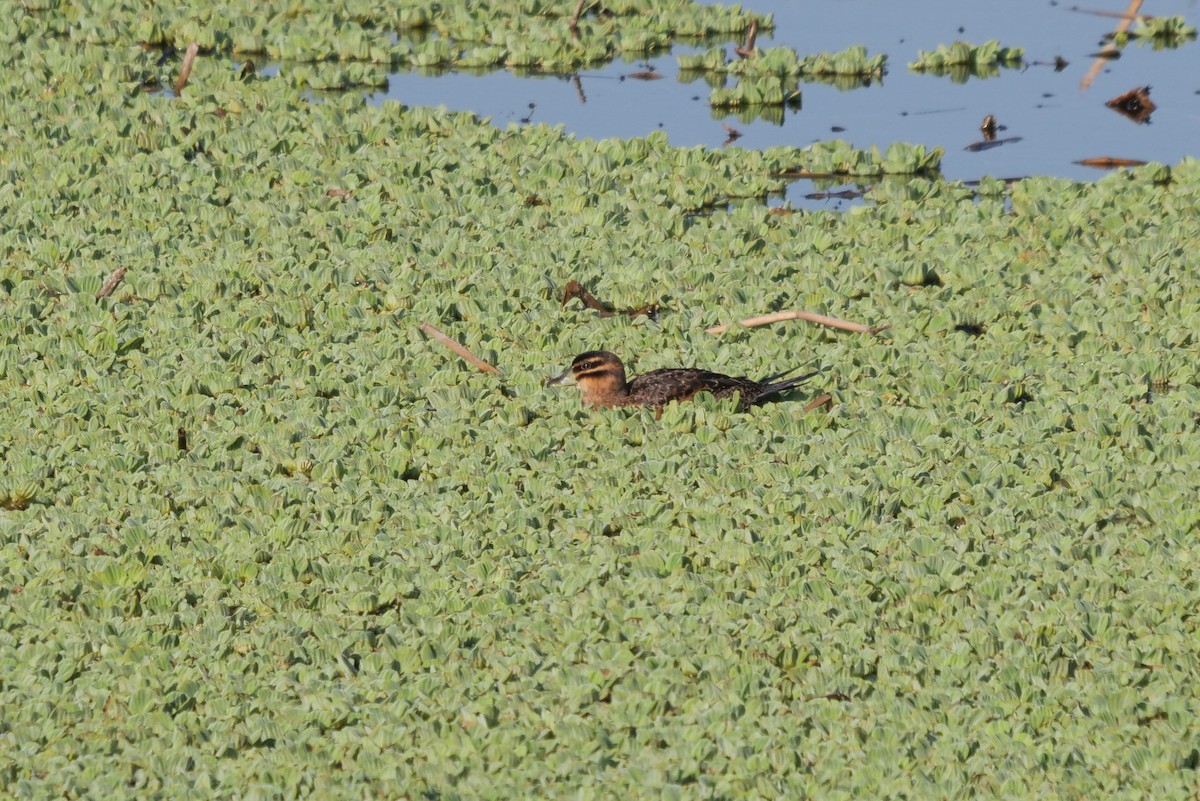 Masked Duck - ML618825197