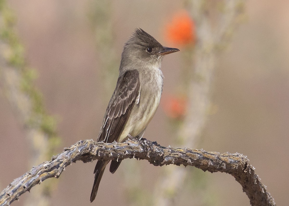 Olive-sided Flycatcher - Doug Backlund