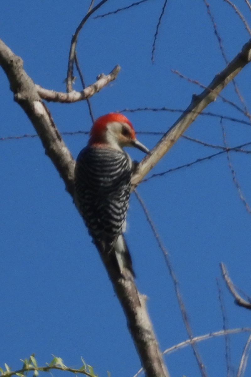 Red-bellied Woodpecker - ML618825204