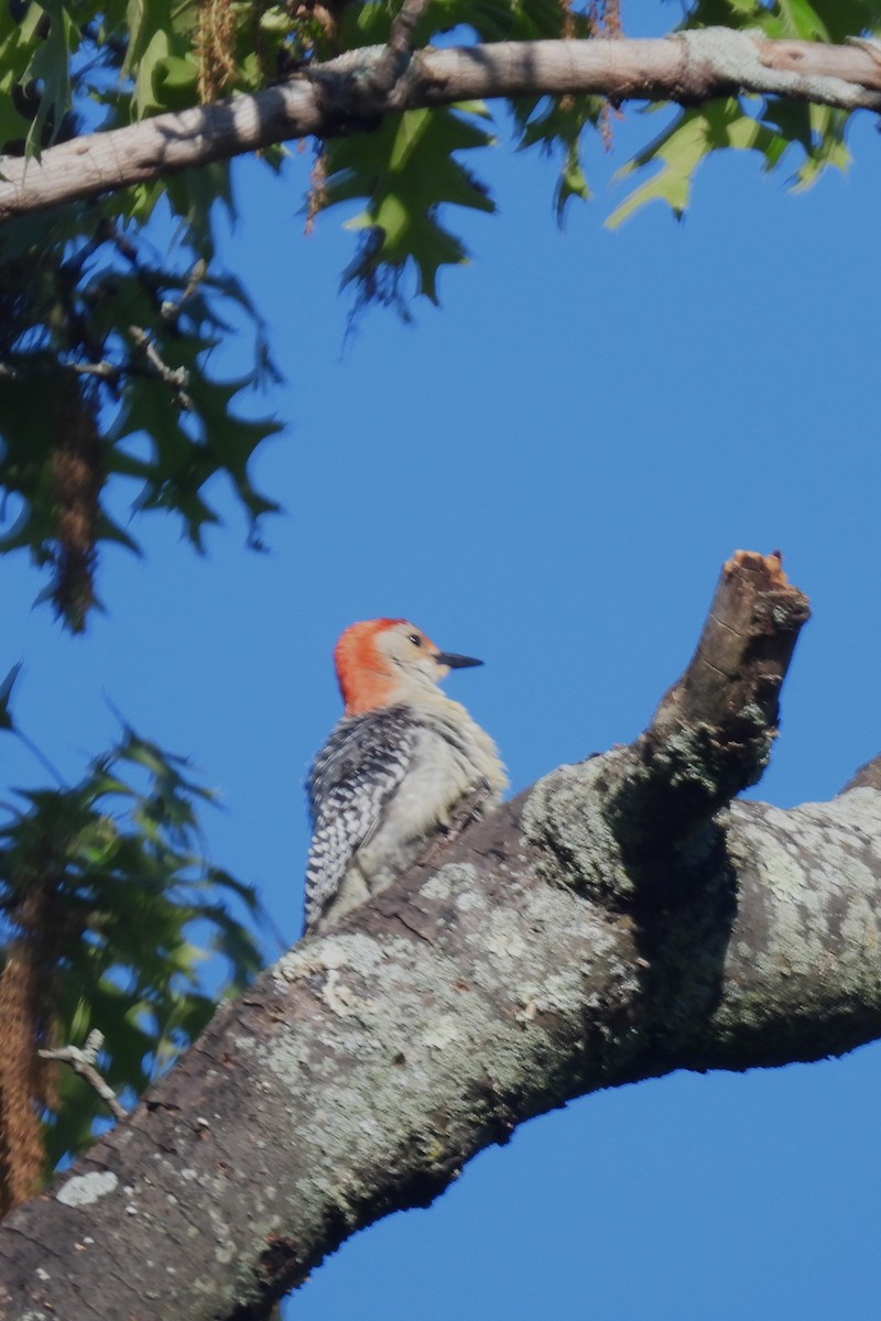 Red-bellied Woodpecker - ML618825205