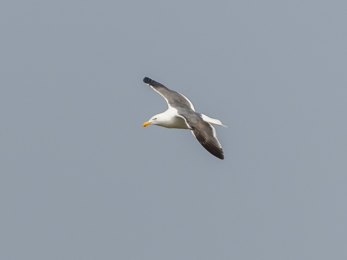 Western Gull - James Kendall