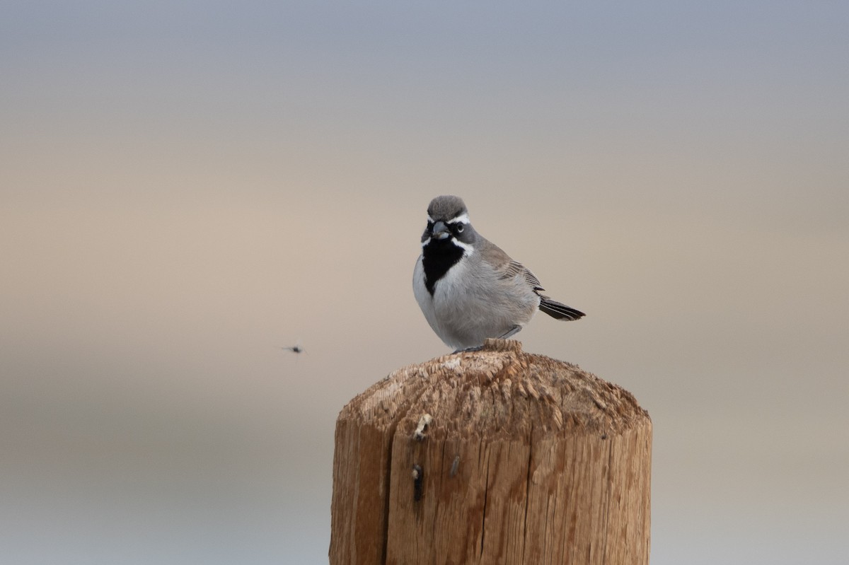 Black-throated Sparrow - David Wade