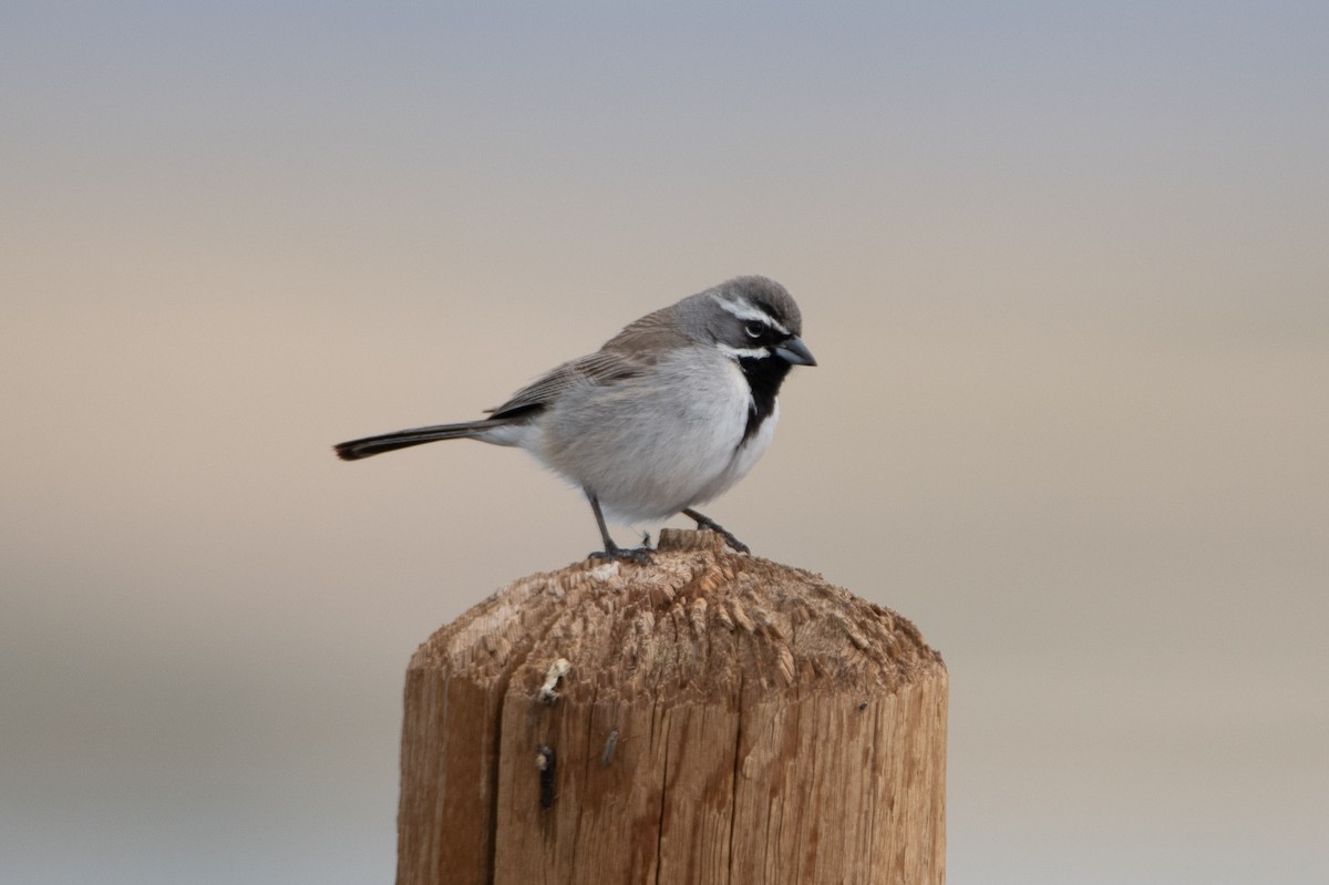 Black-throated Sparrow - David Wade