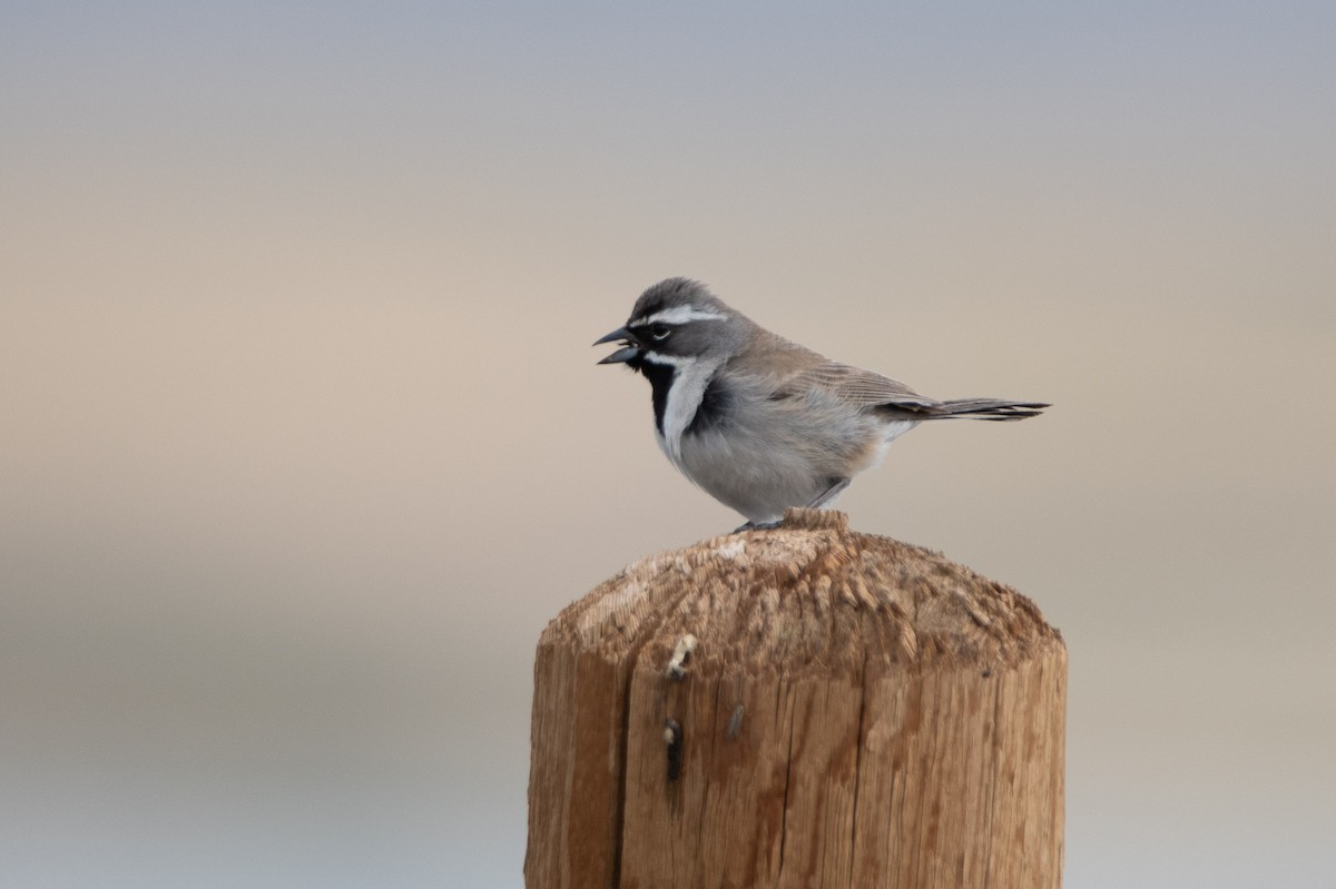 Black-throated Sparrow - David Wade