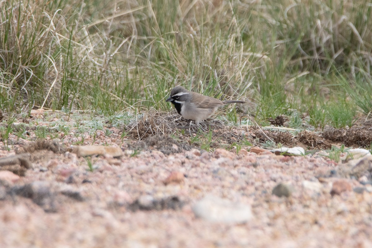 Black-throated Sparrow - David Wade