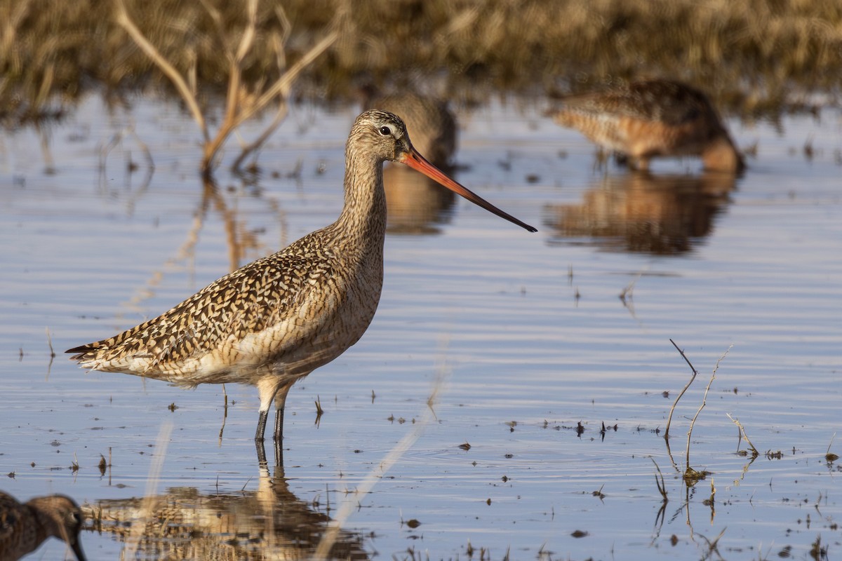 Marbled Godwit - Lesley Tullis