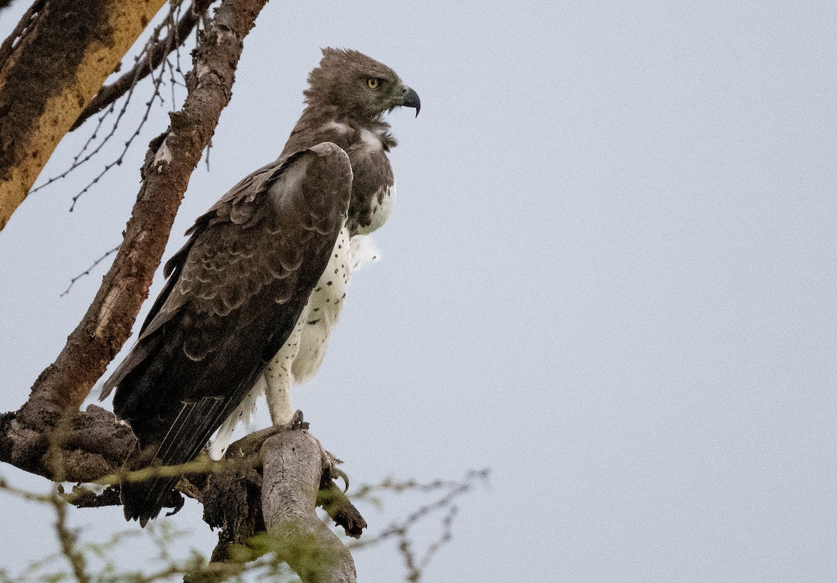 Martial Eagle - Lizabeth Southworth