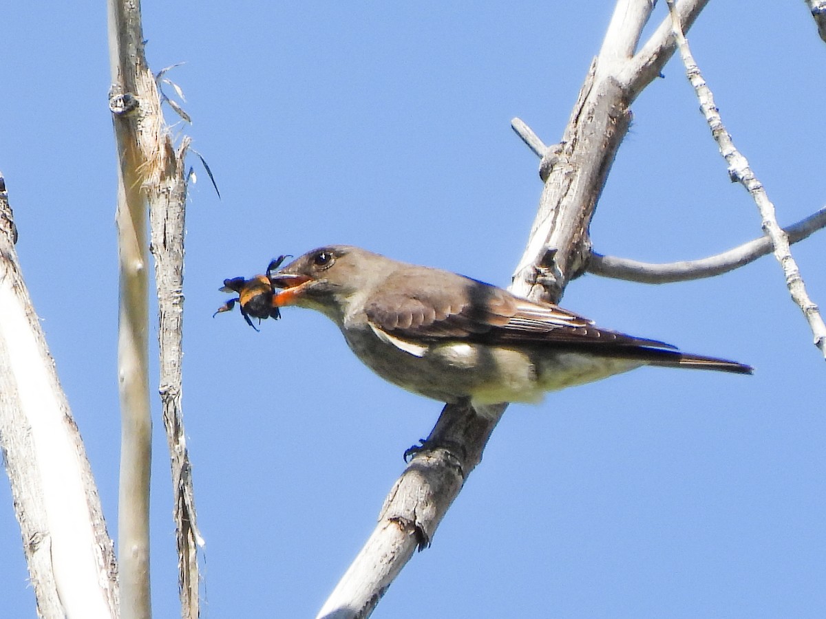 Olive-sided Flycatcher - Tamara Aho