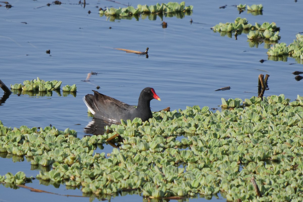 Common Gallinule - ML618825235