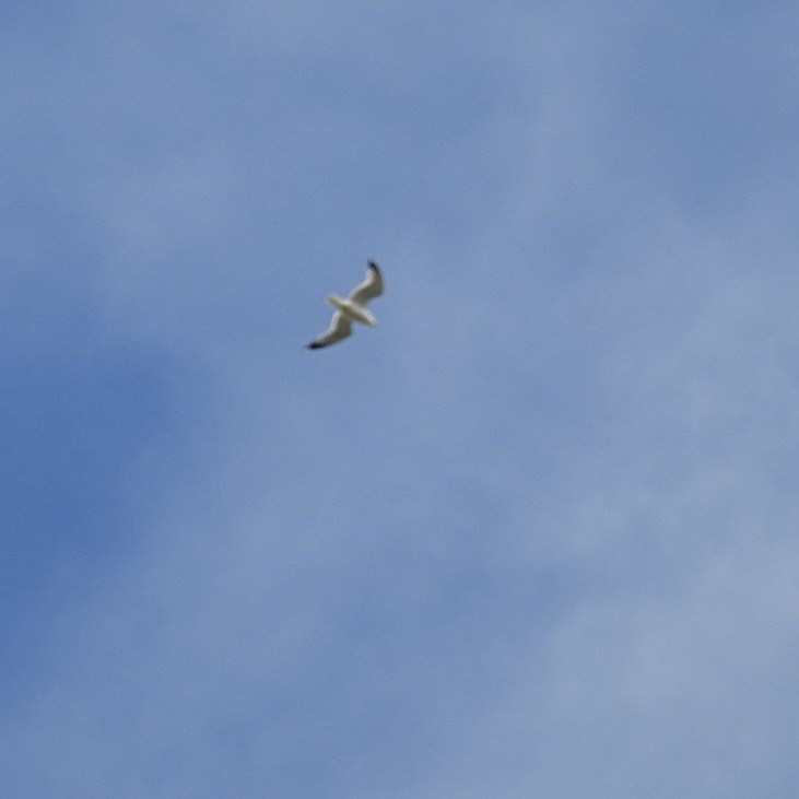 American Herring Gull - ML618825240