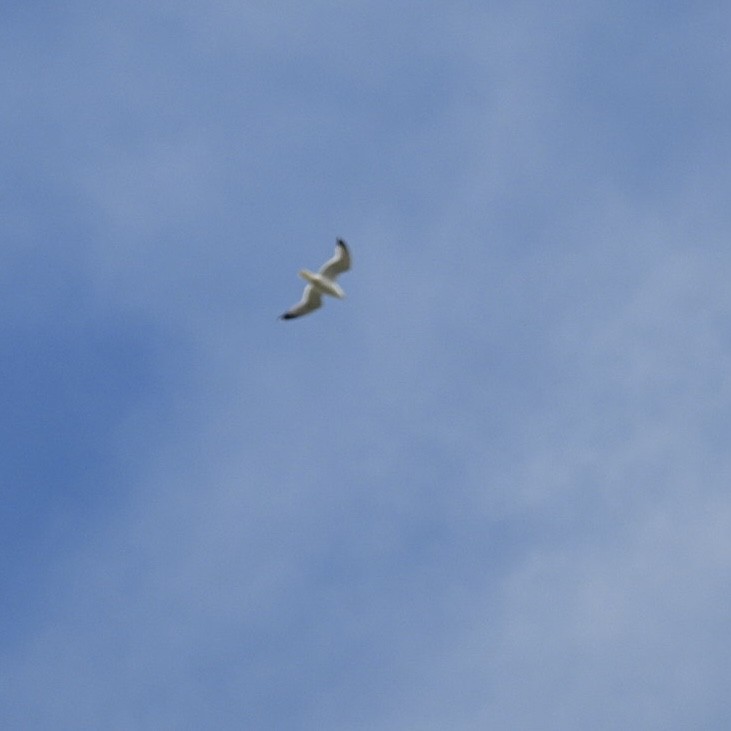 Herring Gull - Deb Diane