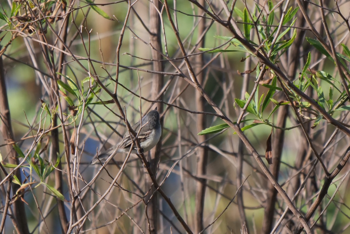 White-crested/Straneck's Tyrannulet - Gustavo Durán