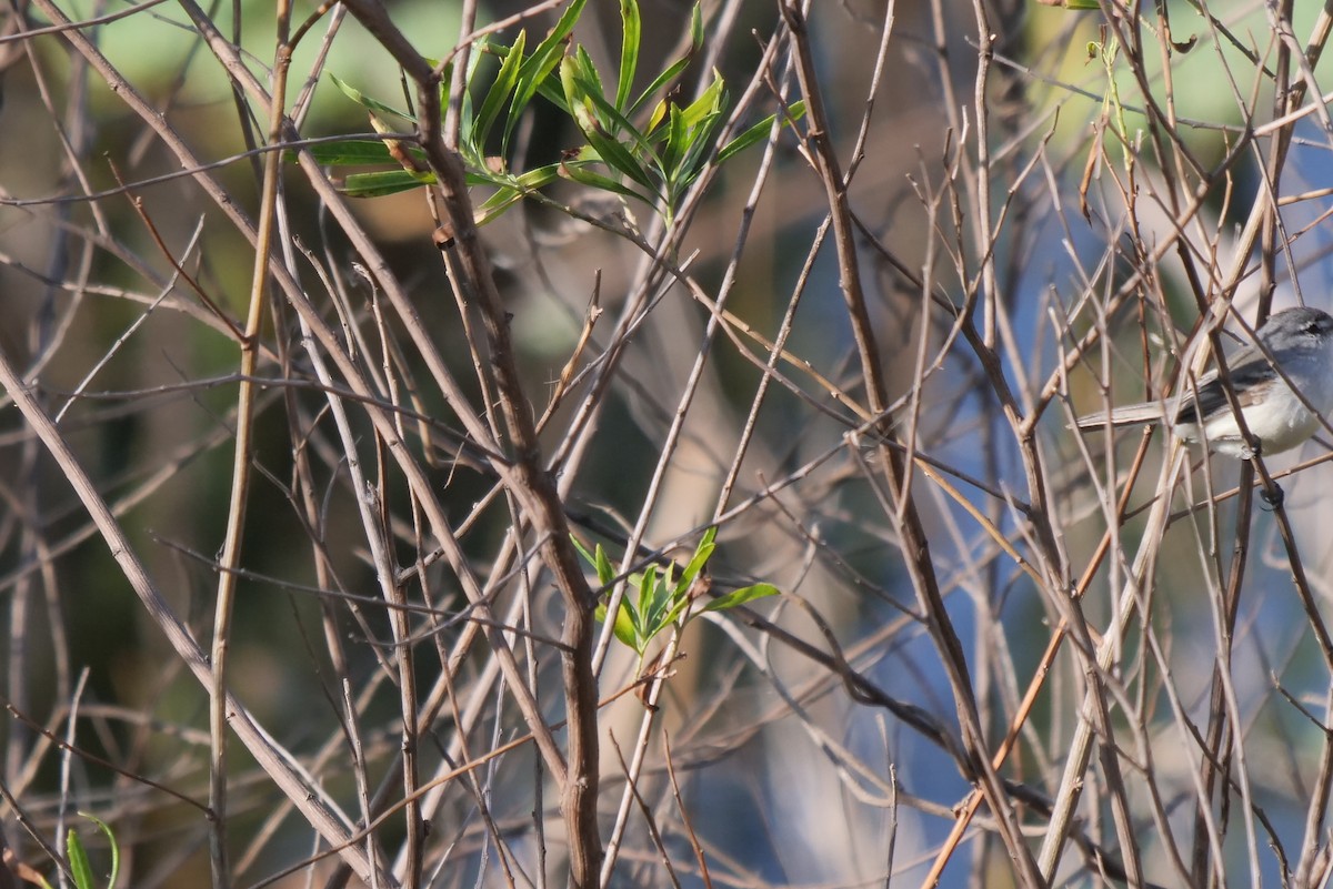 White-crested/Straneck's Tyrannulet - Gustavo Durán